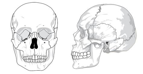 Huesos De La Cabeza Cráneo ¿cuantos Hay Y Como Se Llaman