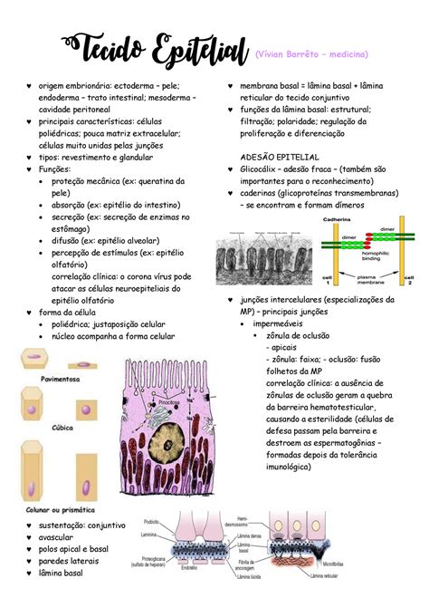 Resumo Tecido Epitelial Tecido Epitelial Vívian Barrêto Medicina
