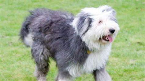 Newfoundland Vs Old English Sheepdog Breeds Comparison Barking Royalty