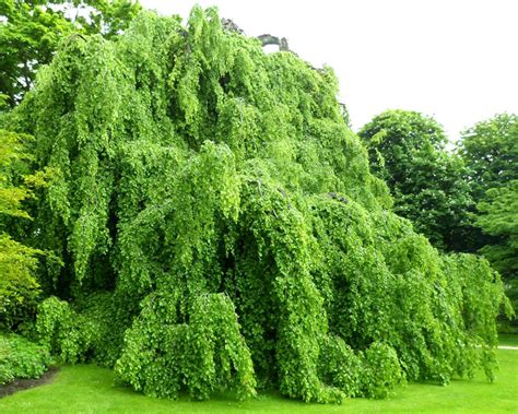 Fagus Sylvatica Pendula Weeping European Beech Tree Kigi Nursery