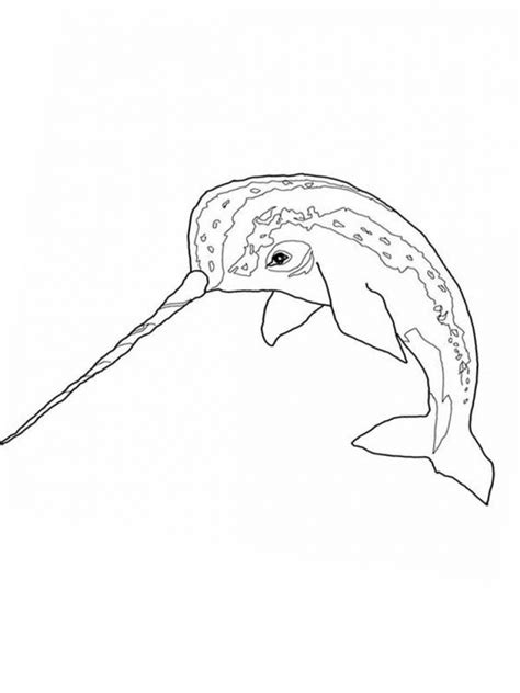 Get This Narwhal Coloring Pages Free Printable 68103