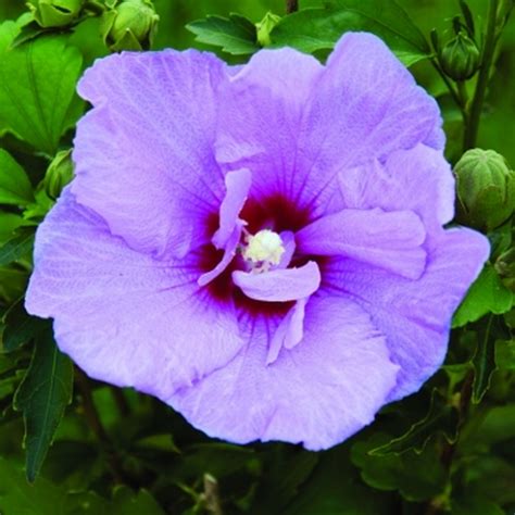 Hibiscus Syriacus Lavender Chiffon Arbusto Yougardener