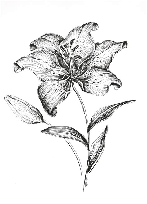 Maybe you would like to learn more about one of these? Tiger lily drawing flower wall art flower prints pen and ...