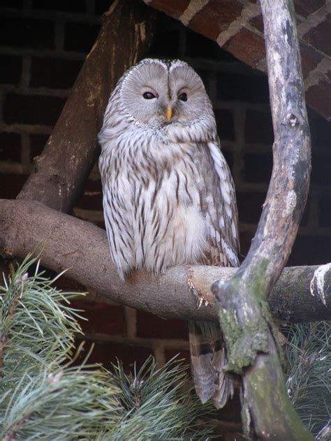 Ural Owl Strix Uralensis Zoochat