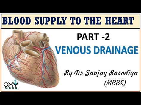 The movement of the blood through the heart and around the body is called circulation (say: Venous Drainage of the Heart - YouTube