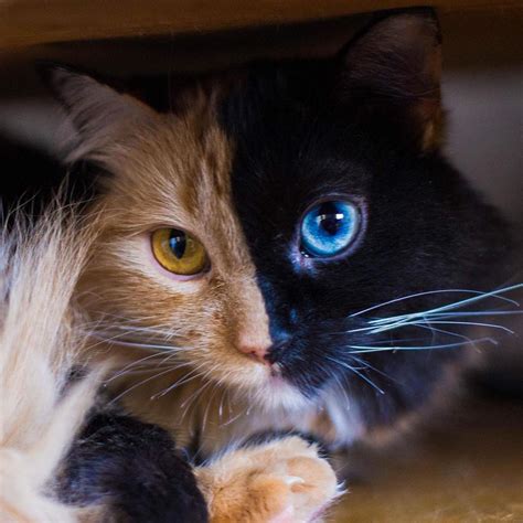 Meet Quimera The ‘two Faced Cat The Most Rare And Beautiful Feline