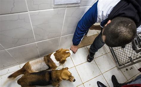 Incredible Photos Of Brazilian Activists Liberating Beagles From