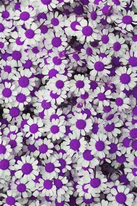 Lovely Purple Blossom Daisy Flowers Background Stock Photo Image Of