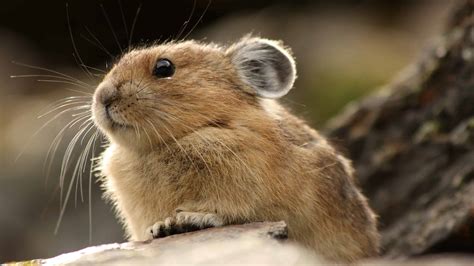 10 Fun Facts About Pikas