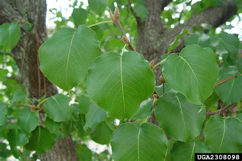 Pear Tree Leaves Identification Surfeaker