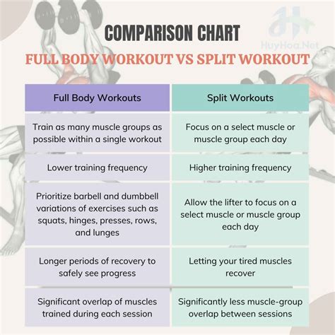 Full Body Workout Vs Split Workout Which One Is Better For You