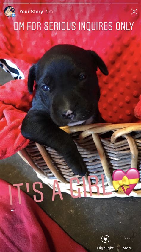 Adopting animals such as pitbull does not always mean buying them. Pitbull Terrier Puppies For Sale Near Me