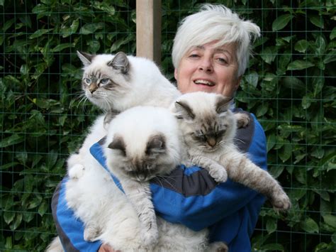 In all reputable catteries cats are screened for genetic diseases, so with proper care they are. Siberian Cat - Neva Masquerade - Nobilpazzi