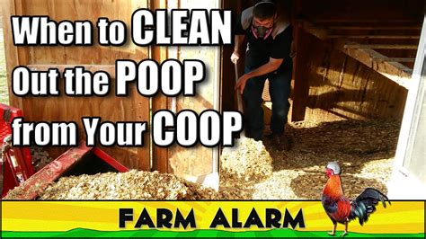 How To Clean A Chicken Coop When Why And How Often Youtube
