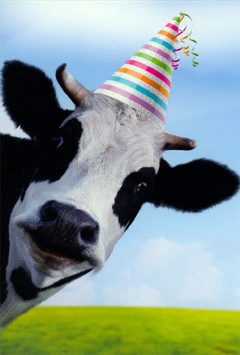 Pictura Cow Wearing Sparkling Striped Party Hat Humorous Funny