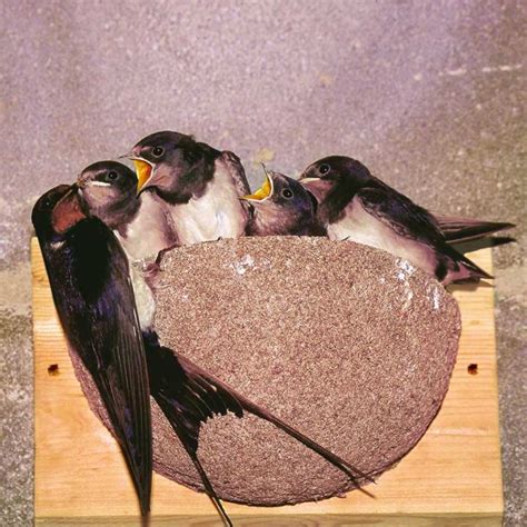 Swallow Nest Box Cj Wildlife