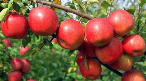 Profitable Apple Farming In Kenya Oxfarm