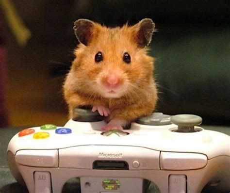 Hamster Gamer