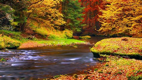 Autumn Forest Trees Leaves River Wallpaper 1600x900 Resolution