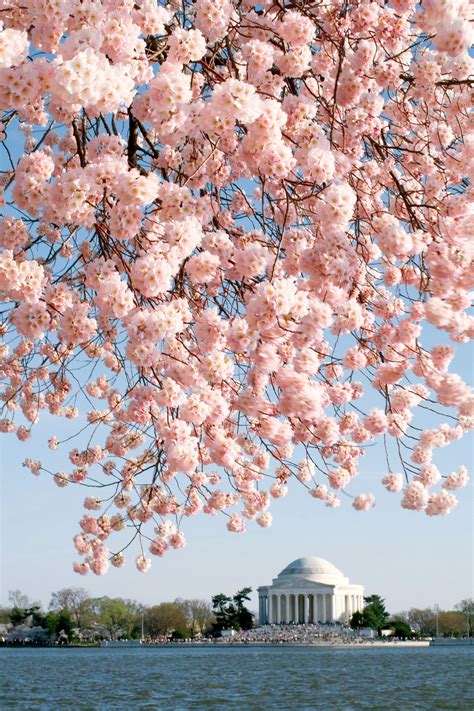 Beautiful World Beautiful Flowers Beautiful Places Cherry Blossom Washington Dc Jefferson