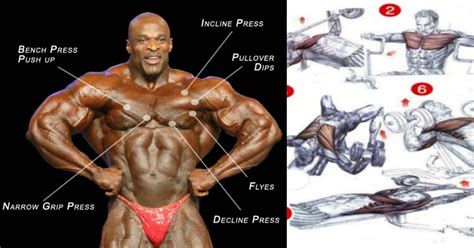 Building Muscle Developing Your Inner Pectorals Bodydulding