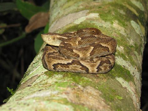 Island burned big, better known as snake island, is located about 144 km off the coast of são although some claim that snakes were placed on the island by pirates hoping to protect their gold, in. Snake Island, Brazil | GeorgiaBeforePeople