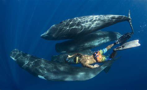 Dive In And Experience The Magnificent Caribbean Sperm Whale
