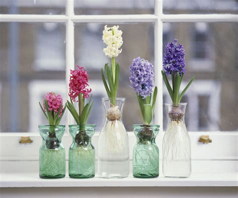How To Grow Hyacinth Flowers Indoors