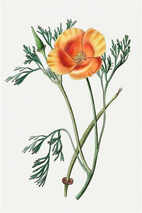 Download Premium Illustration Of Vintage Saffron Colored Eschscholzia