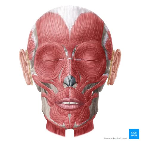 Human Face Muscle Diagram