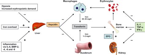 Diagnosis And Management Of Anaemia Of Chronic Disease Current Status