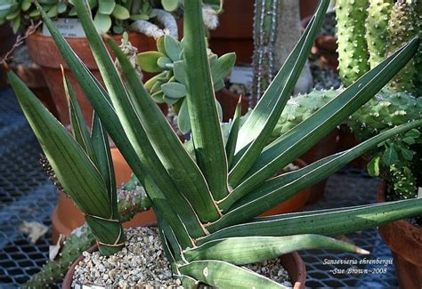 When you think of a snake plant, you may be picturing one of the most popular varieties, sansevieria fasciata. PlantFiles Pictures: Sansevieria Species, Snake Plant ...