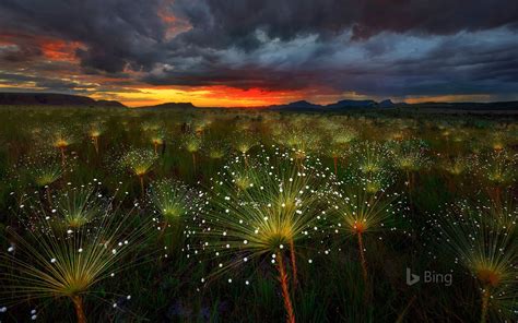Paepalanthus Flowers At Sunset Chapada Dos Veadeiros National Park
