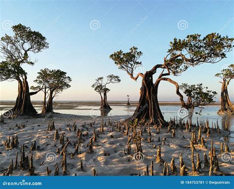 Mangrove Trees Are Planted To Prevent Coastal Erosion Stock Photography