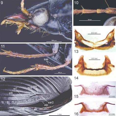 Trichopalpoodes Hiekei N Gen N Sp Paratypes 9 11 Male From Lan
