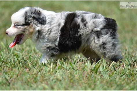I have a crazy work schedule, so call me to set up an appointment to come visit. Theo...Toy Australian Shepherd. | Toy australian shepherd, Australian shepherd, Aussie puppies