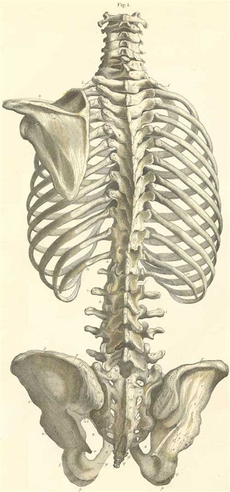 Issus de diverses formations, punka (chant, guitare), chris (guitare), poxta (batterie) et fred (basse) écument. The bones of the trunk with the left scapula, seen from the front.