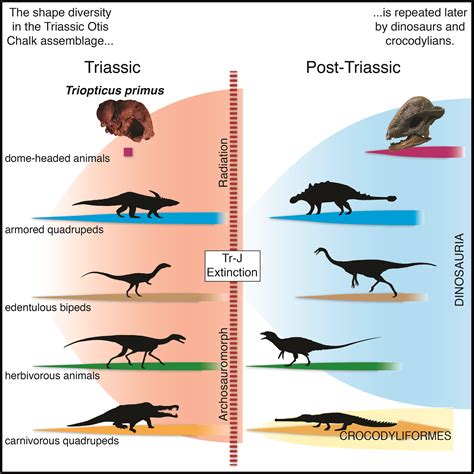 Animal Evolution Examples