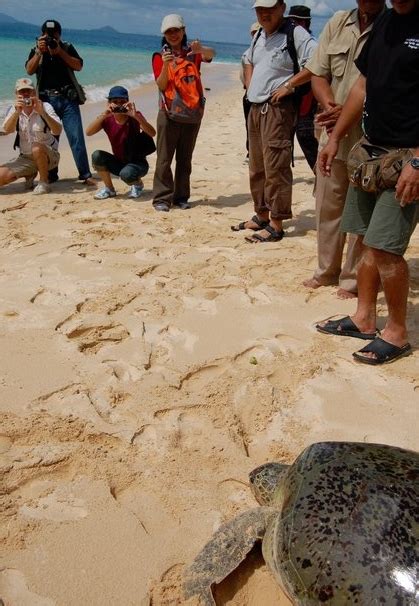 Green turtles and the rare hawksbill turtles lay their eggs on satang island. Talang-Satang National Park | Sarawak Attraction