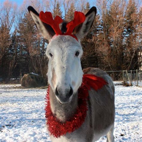 Donkey All Decked Out For Christmas Christmas Animals Cute Donkeys