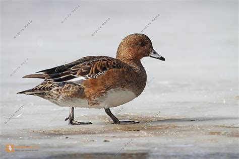 Pfeifente (eurasian wigeon, mareca penelope). Bestellen - Pfeifente (Anas penelope) in freier Wildbahn ...