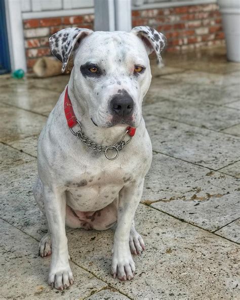 This Pitdalmatian Mix Is Such A Sweet Heart This Pitdalmatian Mix Is