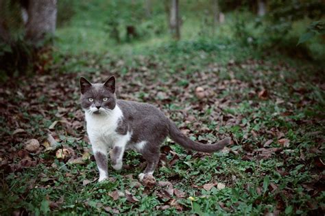 After you click on one of the map pins you will be given more information on the free cats located near you, including the address, how many stars they have, directions from your location and a save button. Cats For Free Near Me id:878589584 | Why do cats purr, Cat ...