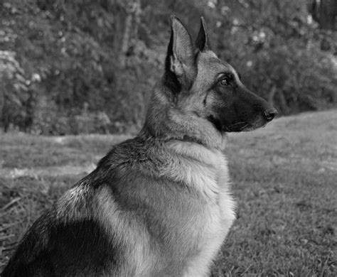 German Shepherd Bw Photograph By Sandy Keeton Fine Art America