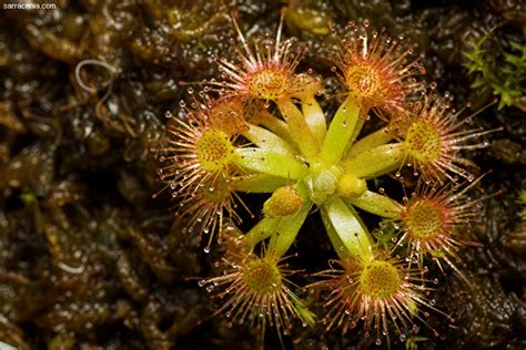 I plan on planting the gemmae (a type of mutated seed) that he will sprout in november throughout the entire pot, however. The Carnivorous Plant FAQ: Pygmy Drosera
