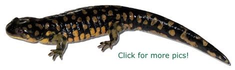 Manitoba Herps Atlas Salamanders Ambystomatidae And Proteidae