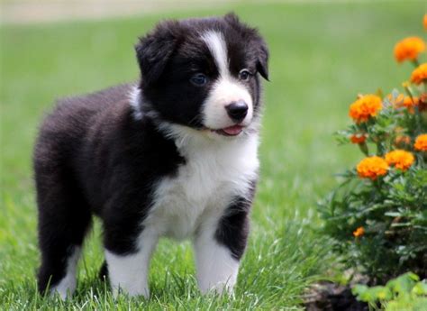 Puppies Pictures For Pet Border Collie Puppy Pictures
