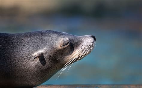 Whisker Nature Mammal Animals In The Wild Sea Seals One Animal