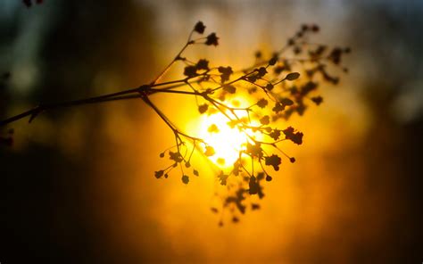 Bokeh Blur Sunset Sun Plant Nature Wallpaper 2560x1600 720353