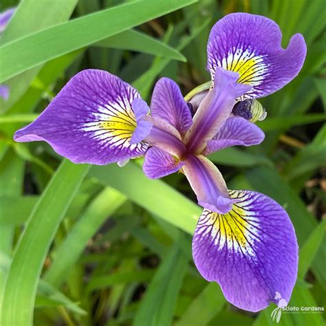 Iris Versicolor 1 Blue Flag Iris Scioto Gardens Nursery